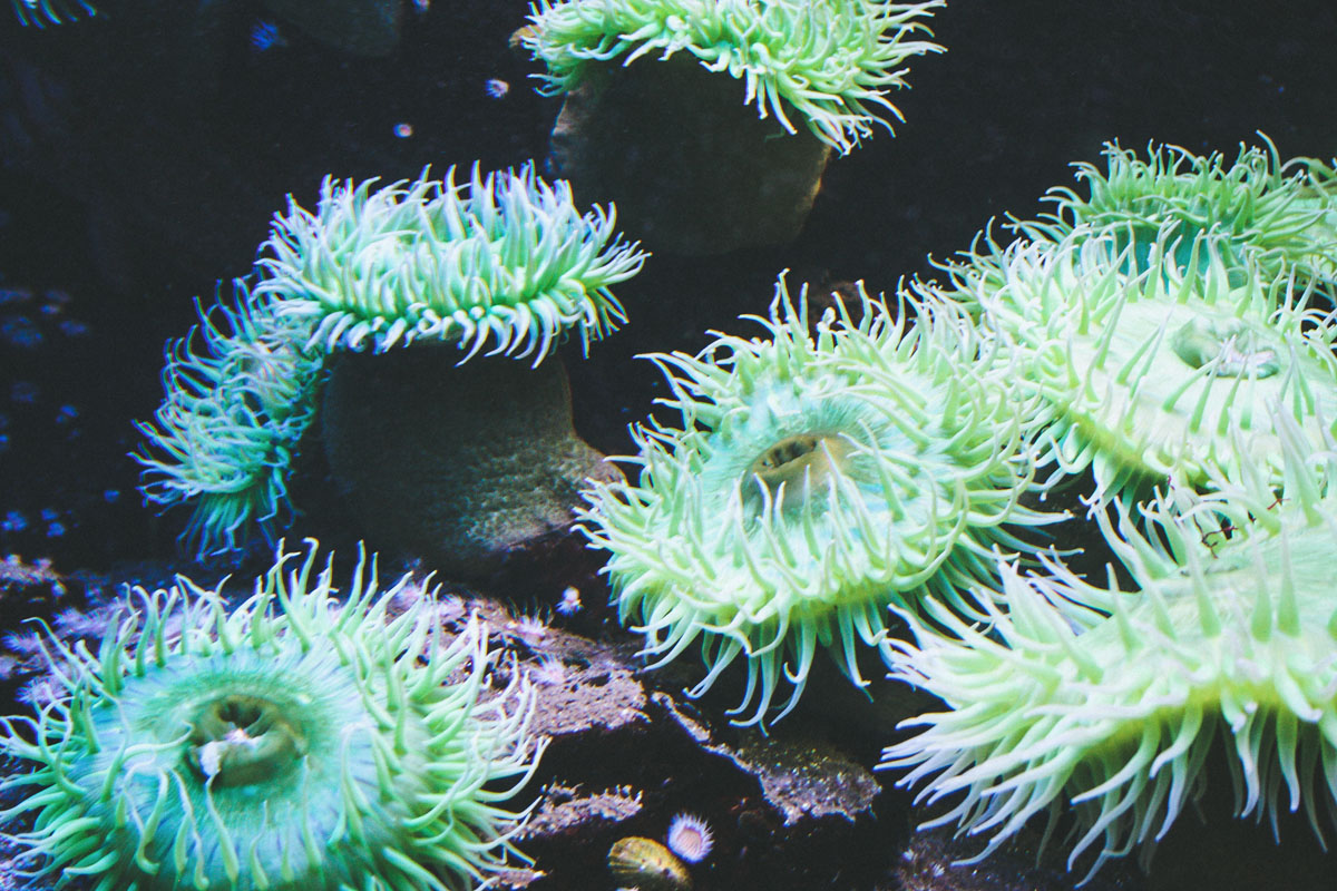 aquarium-st-malo-anemone-verte