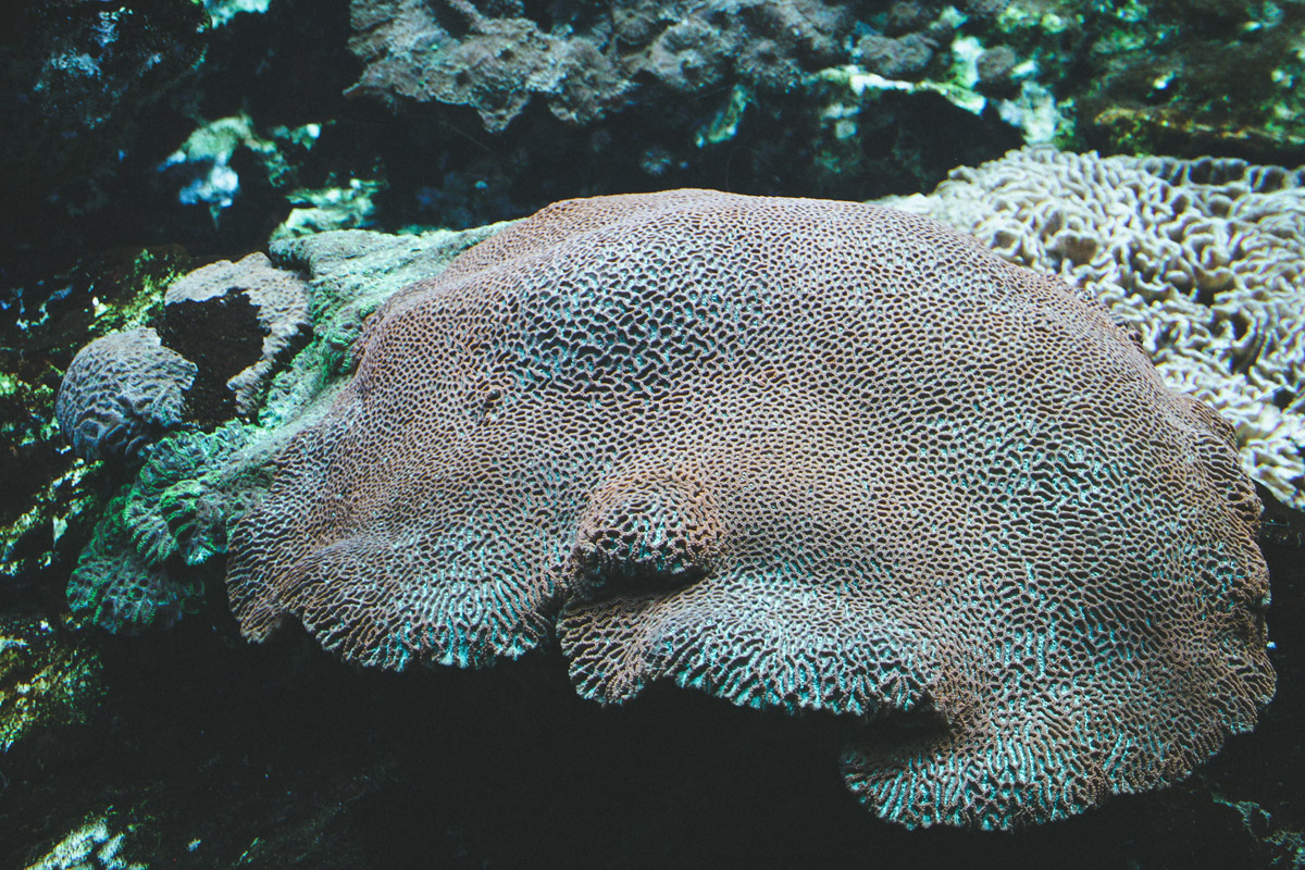aquarium-st-malo-anemone