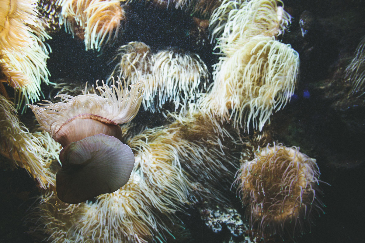 aquarium-st-malo-anemone
