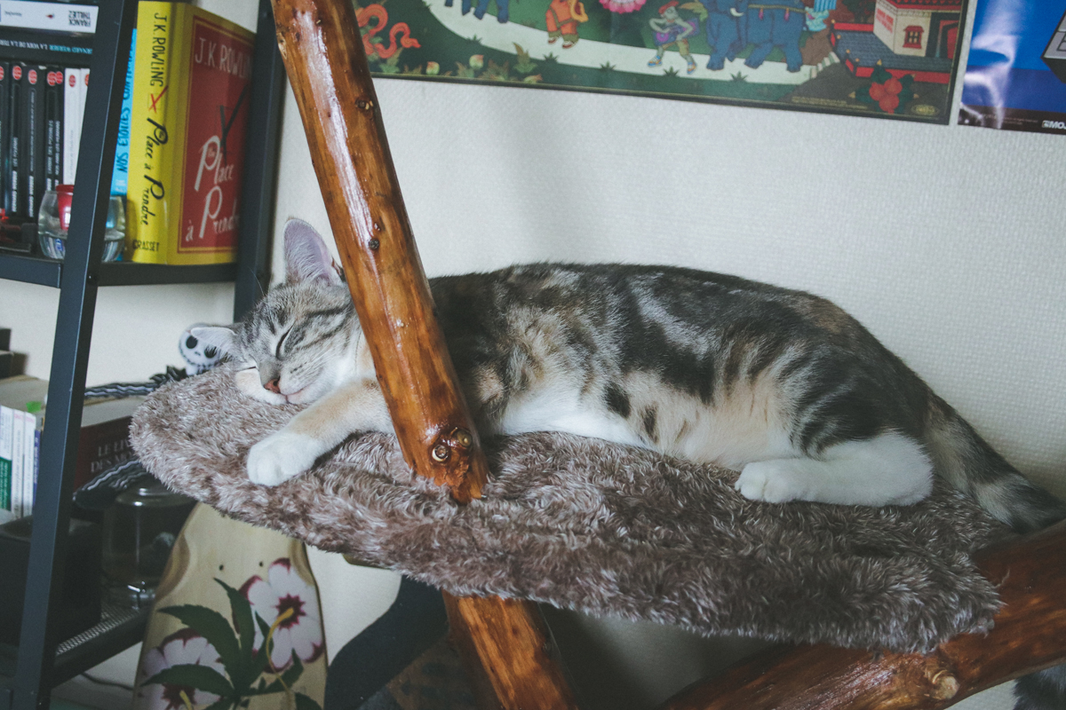 deux-chats-jyn