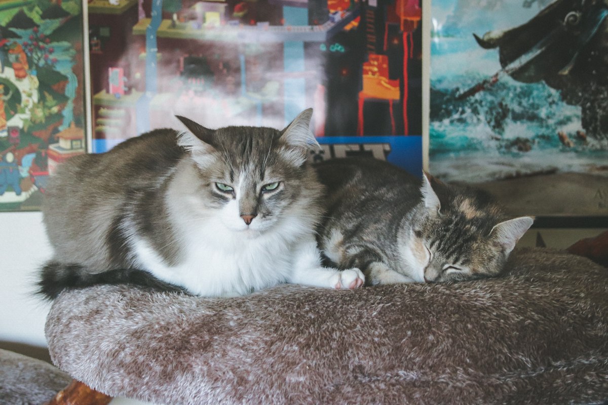 deux-chats-many-jyn