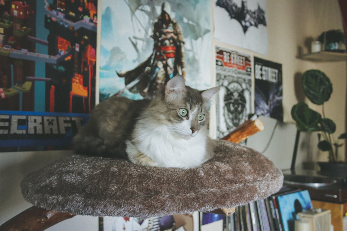 deux-chats-many