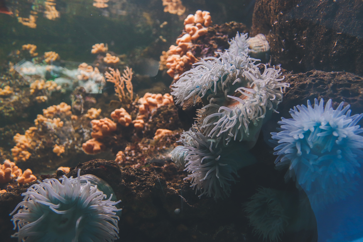 le-croisic-ocearium-anemone