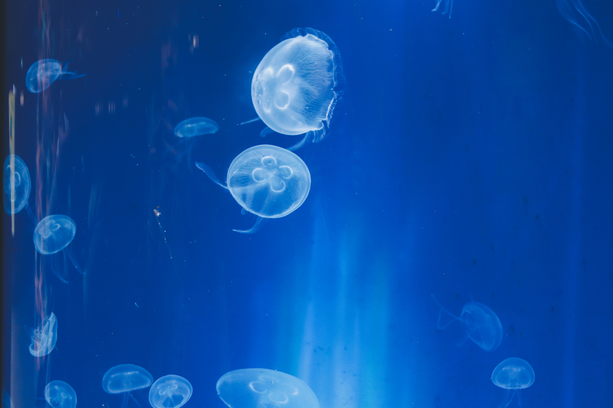 le-croisic-ocearium-meduse