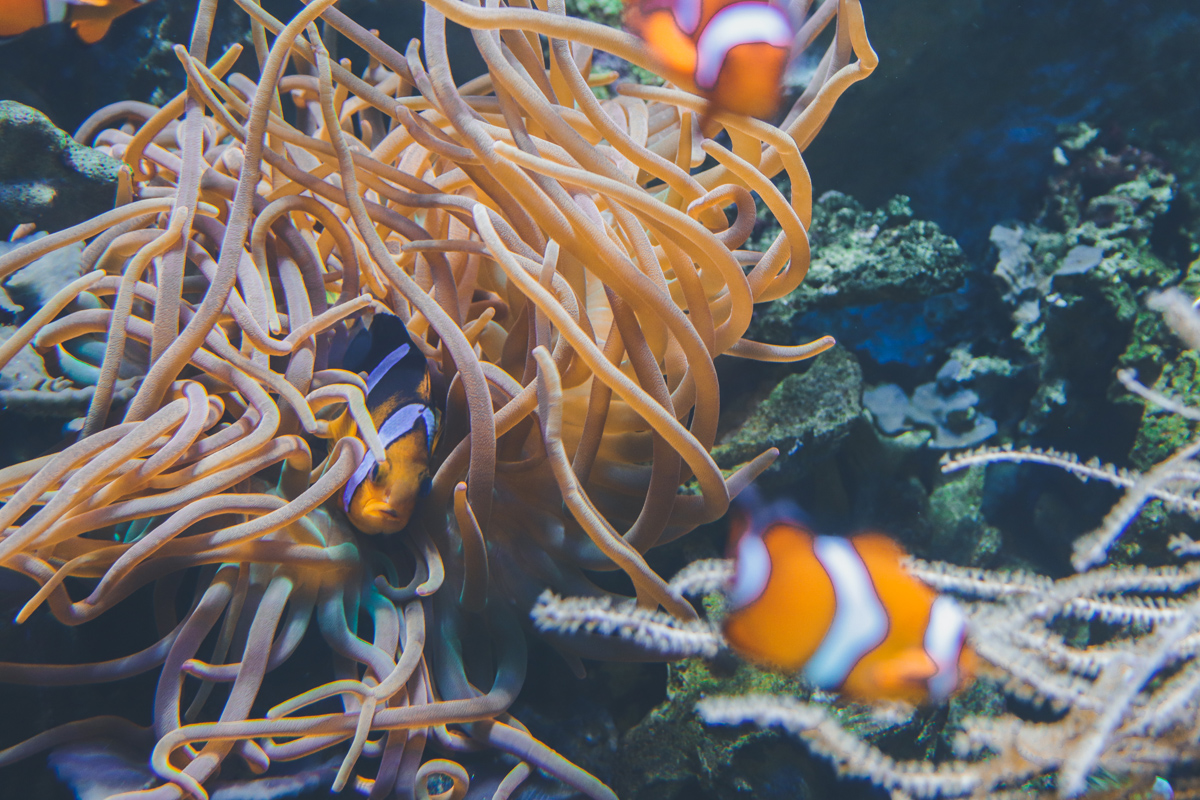 le-croisic-ocearium-anemone-clown