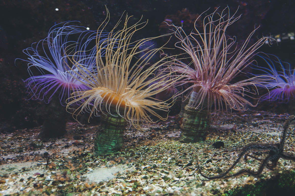 le-croisic-anemone